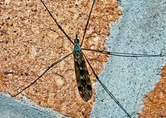 Tipula rufina