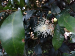 Syzygium paniculatum