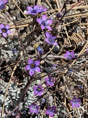 Gilia ochroleuca