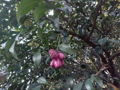 Syzygium paniculatum