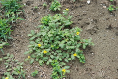 Tribulus taiwanense