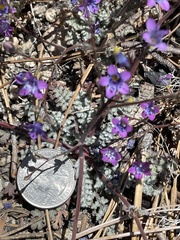 Gilia ochroleuca