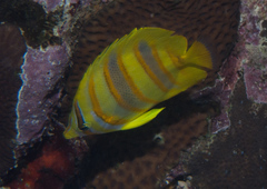Chaetodon rainfordi