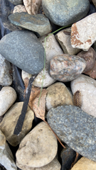 Porcellio spinicornis