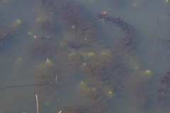 Utricularia stellaris
