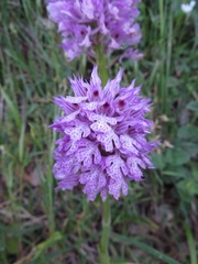 Neotinea tridentata commutata