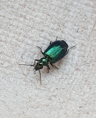 Lebia viridis