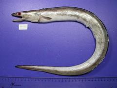Daggertooth Pike Conger photo 4