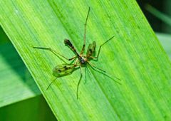 Ptychoptera contaminata