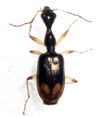 Eucolliuris