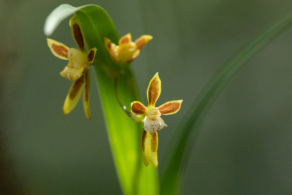 Oncidium tenuifolium