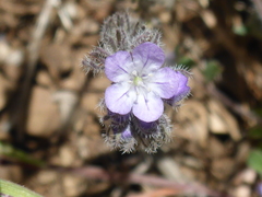 Phacelia breweri