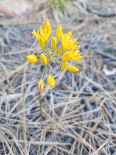 Image of Triteleia lemmoniae by (c) Grant Mullen, some rights reserved (CC BY-SA)