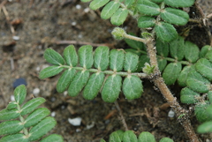 Tribulus taiwanense