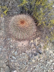 Trichocereeae