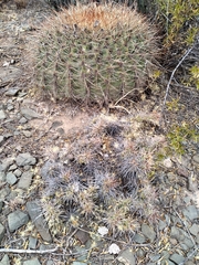 Trichocereeae