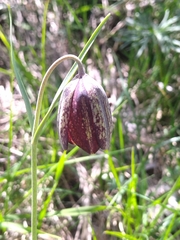 Fritillaria montana