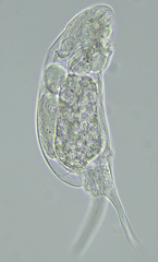 Encentrum torvitoides