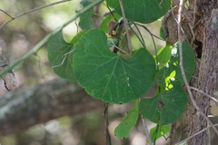 Cissampelos torulosa