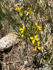 Erysimum perenne