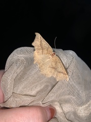 Prochoerodes truxaliata