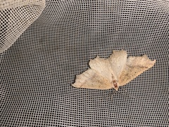 Prochoerodes truxaliata