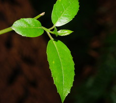 Hedycarya angustifolia