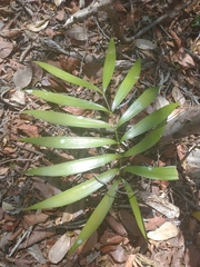Zamia prasina