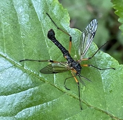 Tanyptera