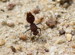 Ephutomorpha ferruginata