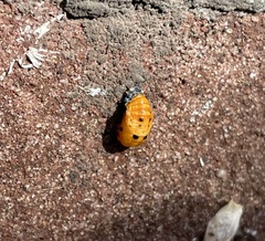 Coccinella septempunctata