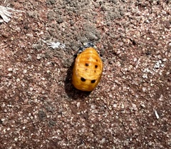 Coccinella septempunctata