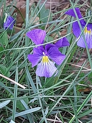 Viola eugeniae