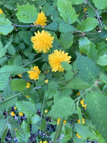 kéria japonská (Kerria japonica)