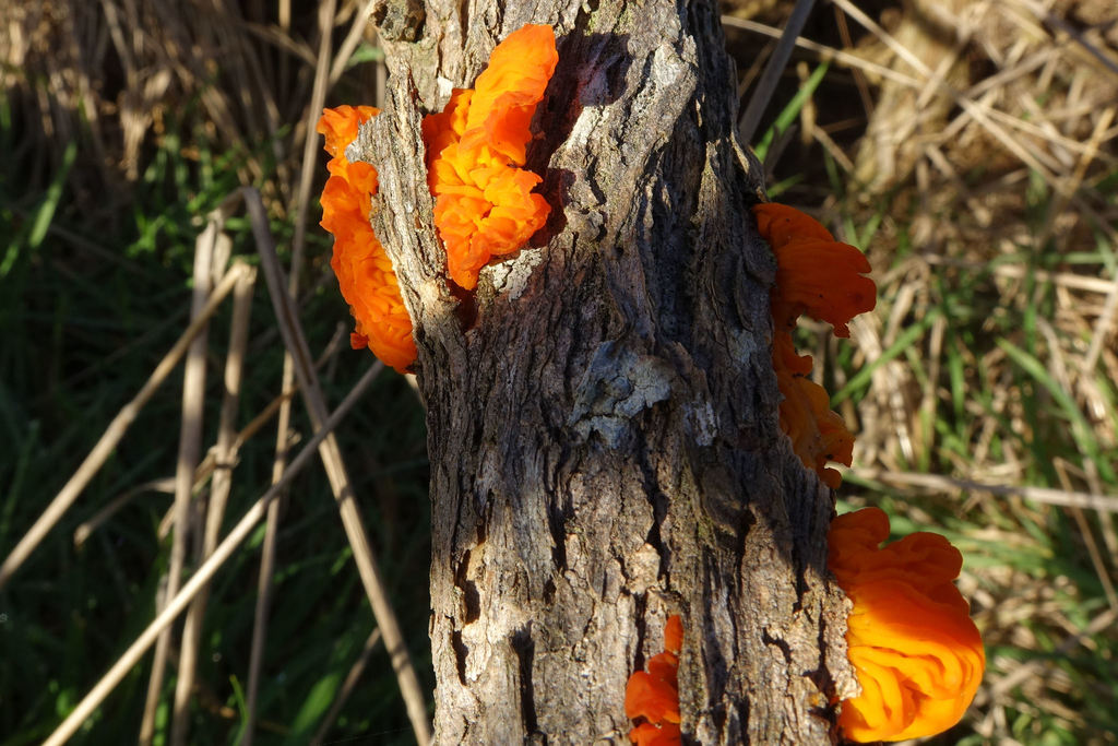 Tremella from Taieri Beach 9091, New Zealand on June 16, 2018 at 03:24 ...