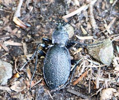 Carabus caelatus