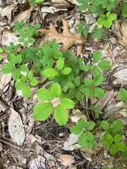 Akebia