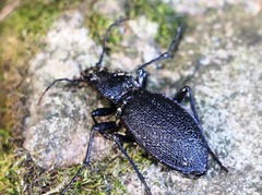 Carabus caelatus