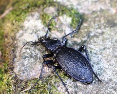 Carabus caelatus