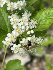 Physocarpus intermedius