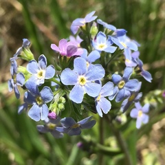 Hackelia velutina