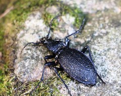 Carabus caelatus
