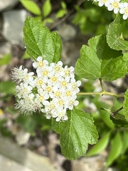 Physocarpus intermedius