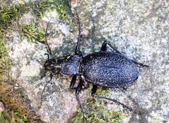Carabus caelatus