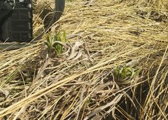 Onosma simplicissima