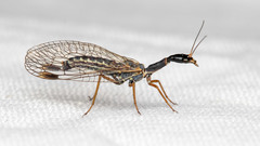 Dichrostigma flavipes