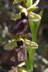 Ophrys sphegodes gortynia