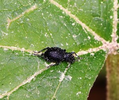 Otiorhynchus gemmatus