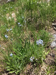 Hackelia velutina