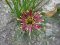 Tragopogon crocifolius
